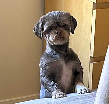 Photo of Emily: Needs Sponsors!