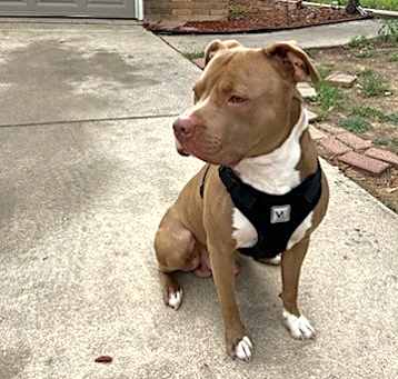Photo of Simba