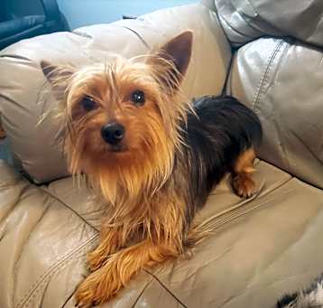Photo of Chewy