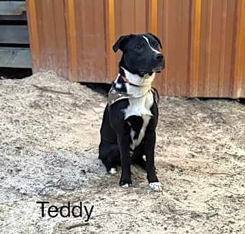 Photo of Teddy