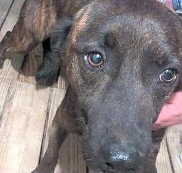 Photo of Rufus