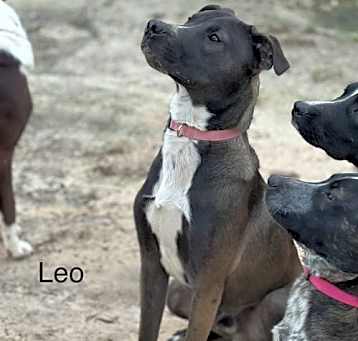 Photo of Leo
