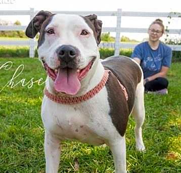 Photo of A-Chase - URGENT Foster needed
