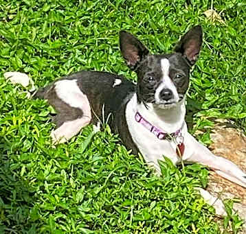 Photo of Chacha