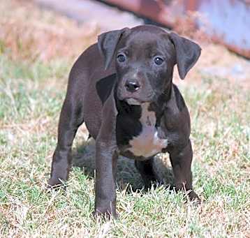 Photo of Brandy