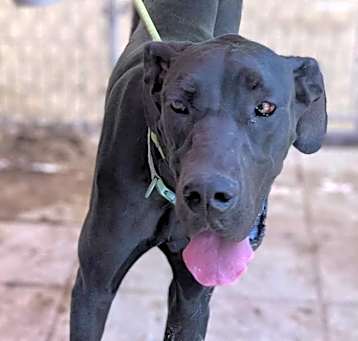 Photo of Shadow