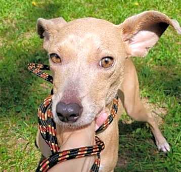 Photo of Split Pea - Mom to Peas Pups