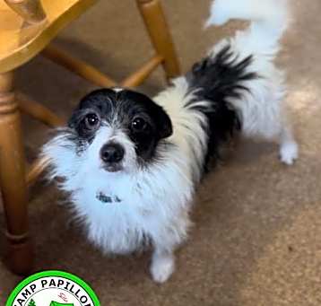 Photo of Biscuit