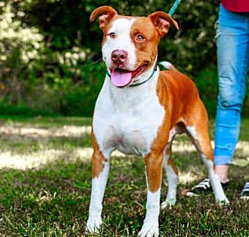 Photo of Rusty