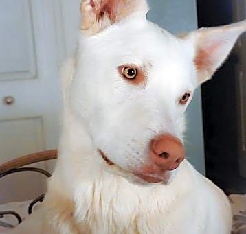 Photo of Luna