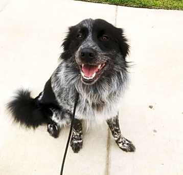 Photo of Koda