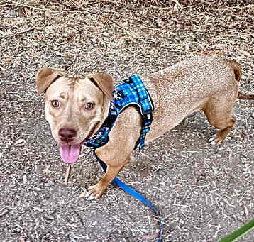 Photo of Delilah