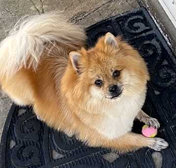 Photo of Gingie