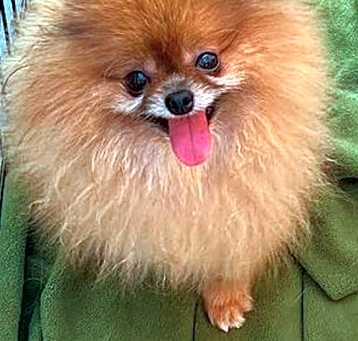 Photo of Linzer