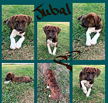 Photo of JUBAL