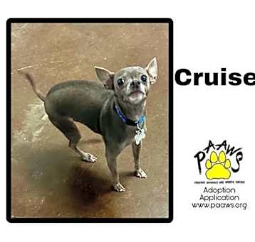 Photo of Cruise