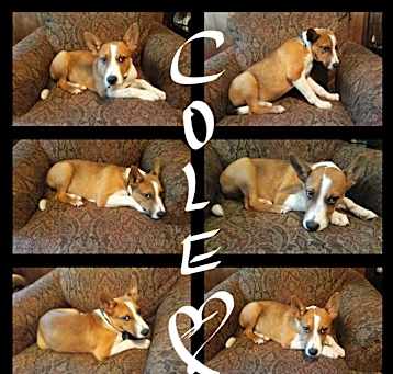Photo of COLE