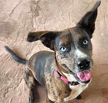 Photo of Sweet Pea