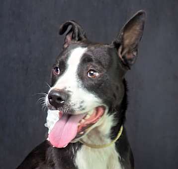 Photo of Diedra