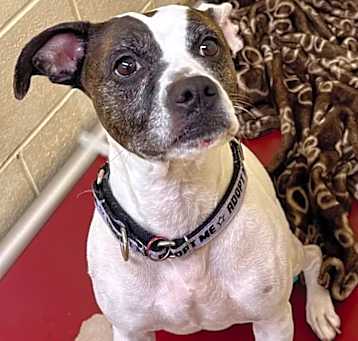 Photo of Sheba