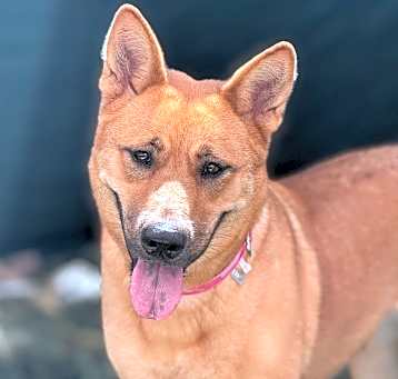 Photo of Sugar