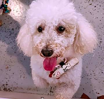 Photo of CHINO