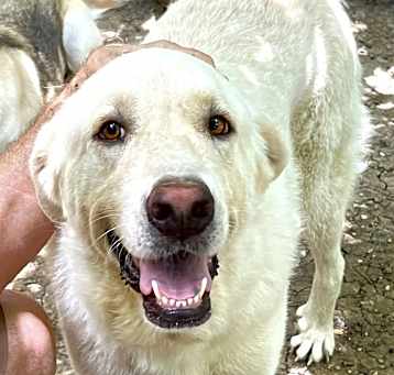 Photo of Zorro