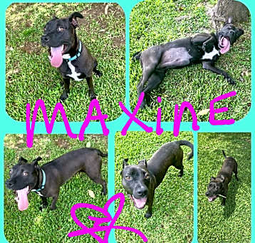 Photo of MAXINE