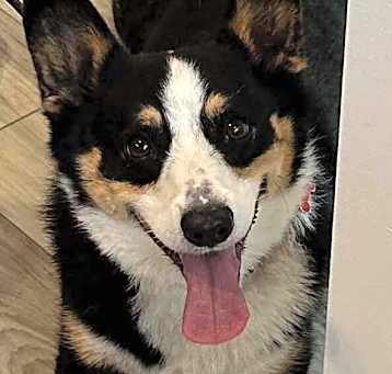 Photo of Smores