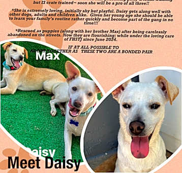 Photo of Daisy