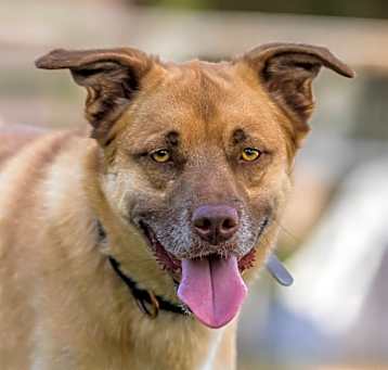 Photo of Buddy