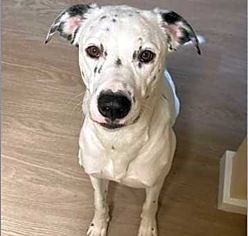 Photo of Pongo