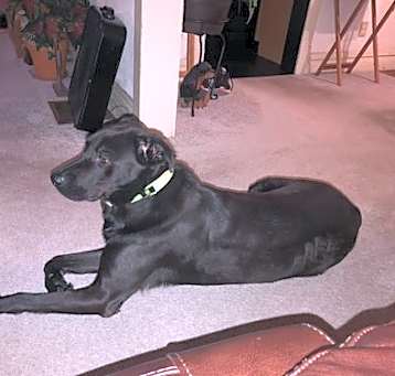 Photo of Boe