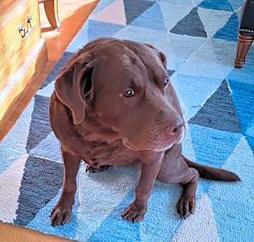Photo of Chessie