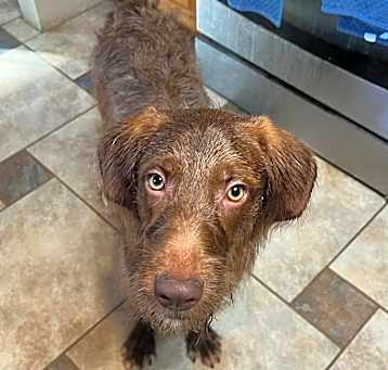 Photo of Bono- Adoption Pending