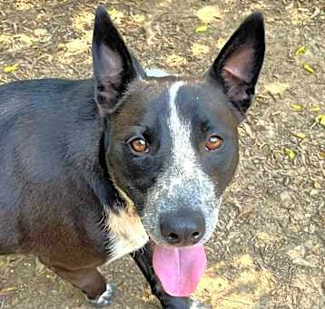 Photo of Sparky