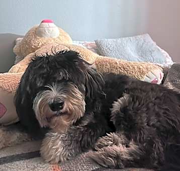 Photo of Sprocket
