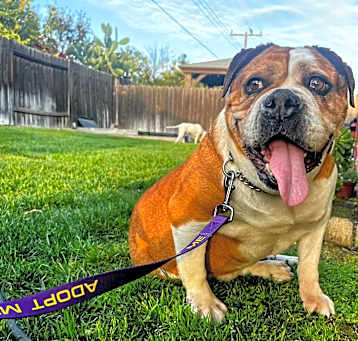 Photo of Daisy