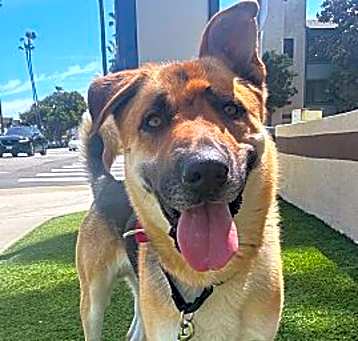 Photo of Rambo