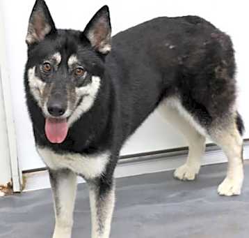 Photo of Star