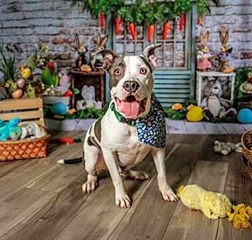 Photo of Buster - Foster to Adopt