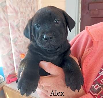 Photo of Alex