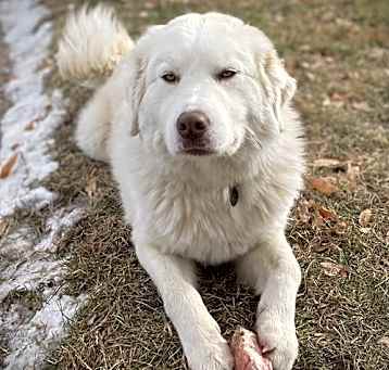 Photo of May/Yeti