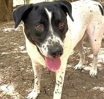 Photo of Bandito