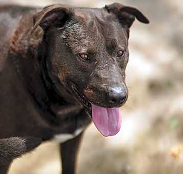 Photo of Black Dog