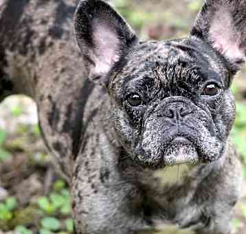 Photo of Roxie Rubble