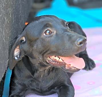 Photo of Lyla