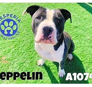 Photo of Zeppelin