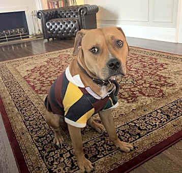 Photo of Bruno
