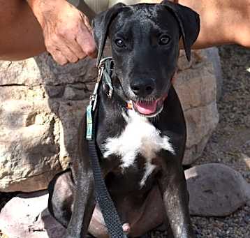 Photo of Pancho
